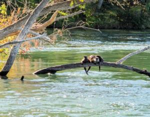 River Otters at Battle Creek